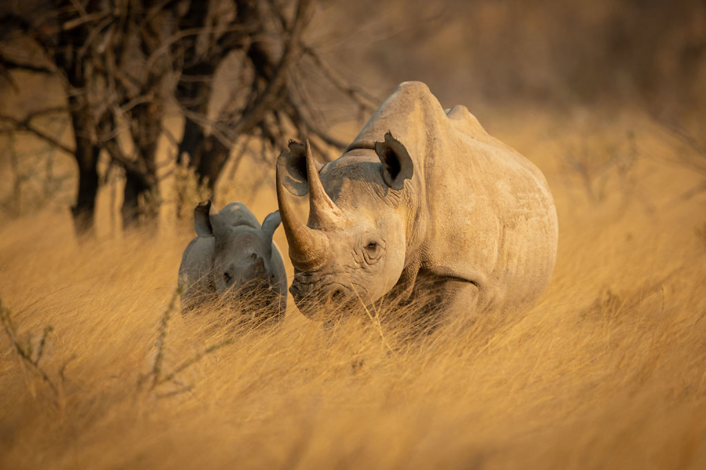 rhinos-at-golden-hour-1536x1023.jpg